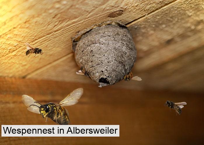 Wespennest in Albersweiler